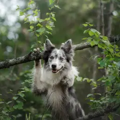 Wesoły pies w lesie, trzymający się gałęzi drzewa.