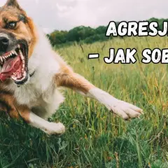 Agresja lękowa u psa. Wściekły pies w trawie, z otwartym pyskiem i widocznymi kłami.