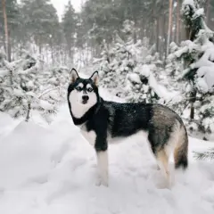 Piękny husky z niebieskimi oczami stoi w zasypanym śniegiem lesie. Czy husky szczeka? Nie wiadomo, ale wygląda na gotowego do zabawy.