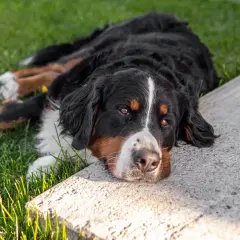 Bernese mountain dog leży na trawie, odpoczywając. Uważaj na ksylitol dla psa, jest dla niego toksyczny!