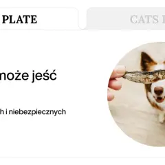 Czy pies może jeść ryby? Pies patrzy z zaciekawieniem na suszoną rybkę podawaną mu przez rękę.
