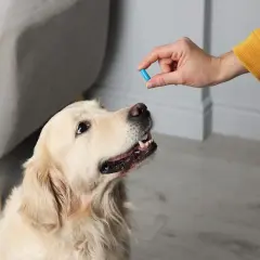 Złoty retriever czeka na leki przeciwbólowe dla psa z apteki.