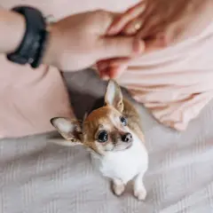 Mały piesek chihuahua patrzy z wyrzutem na dłonie właściciela, wyraźnie zazdrosny o uwagę.