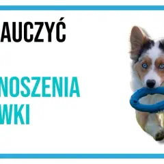Jak nauczyć psa aportowania? Uroczy piesek z niebieską zabawką w pysku biegnie, gotowy do zabawy.