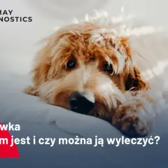 Smutny piesek leży na białym tle. Tekst informuje o chorobie "Nosówka - czym jest i czy można ją wyleczyć?".