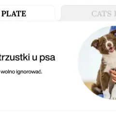 Uroczy szczeniak z brązową sierścią podczas badania weterynaryjnego. Temat: zapalenie trzustki u psa, które może wpływać na lipazę.