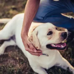 Labrador leży na trawie, głaskany przez właściciela. Pies ma otwarty pysk, co może sugerować kaszel sercowy u psa.