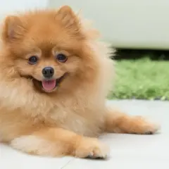 Pomeranian o charakterze towarzyskim, z językiem na wierzchu, leży na jasnej podłodze.