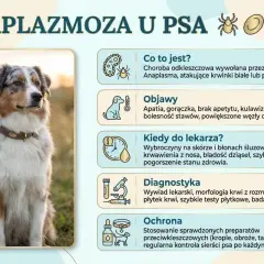 Anaplazmoza u psa: objawy, kiedy do weterynarza, diagnostyka i ochrona. Rokowania zależą od wczesnego wykrycia.