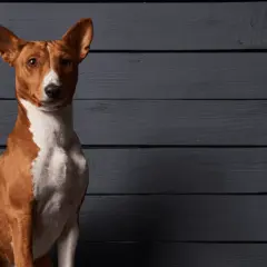 Elegancki basenji pies o rudym umaszczeniu i białej klatce piersiowej siedzi na tle ciemnych, drewnianych desek.