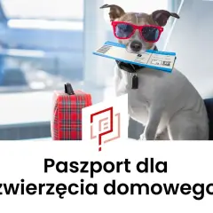 Pies w okularach przeciwsłonecznych trzyma bilet lotniczy, gotowy do podróży. Obok walizka. To jego paszport dla psa.