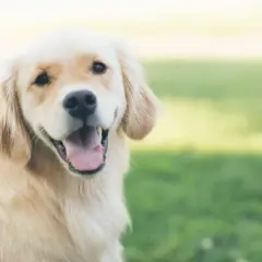Uśmiechnięty golden retriever na trawie. Czy psy widzą duchy? Ten piesek wygląda, jakby coś go zaintrygowało.