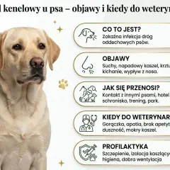 Labrador z objawami kaszlu kenelowego. Informacje o chorobie: przyczyny, objawy, jak się przenosi, kiedy do weterynarza i profilaktyka.