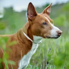 Rudy podenco canario z białym kołnierzem czujnie obserwuje otoczenie wśród zielonej trawy.