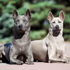 Dwa psy rasy tajski ridgeback leżą na chodniku. Jeden jest ciemnoszary, drugi jasnoszary.