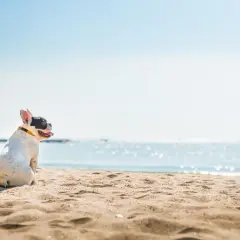 Uroczy piesek rasy buldog francuski siedzi na piaszczystej plaży, wpatrując się w błękitne morze.