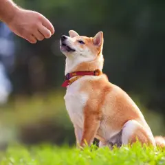 Shiba Inu czeka na smakołyk od człowieka. To przykład pozytywnego wzmocnienia, które stosuje behawiorysta.
