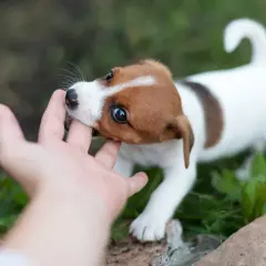 Uroczy szczeniak Jack Russell gryzie palec. Dowiedz się, co zrobić, gdy szczeniak gryzie, aby nauczyć go dobrych manier.