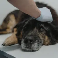 Weterynarz głaszcze psa z objawami dysplazji.