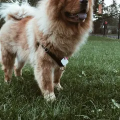 Puszysty chow chow z czarną uprzężą i zawieszką na obroży stoi na zielonej trawie.