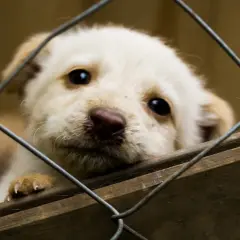 Słodki szczeniak czeka na adopcję psa ze schroniska. Jego oczy błagają o dom.
