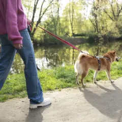 Spacer z psem nad wodą, uczymy jak nauczyć psa spokojnego mijania innych psów.