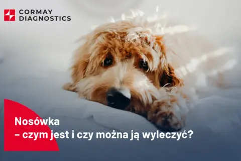 Smutny piesek leży na białym tle. Tekst informuje o chorobie "Nosówka - czym jest i czy można ją wyleczyć?".