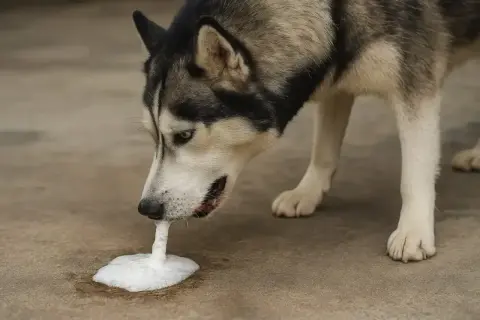 Smutny pies rasy husky wymiotuje pianą, która wygląda jak krew.