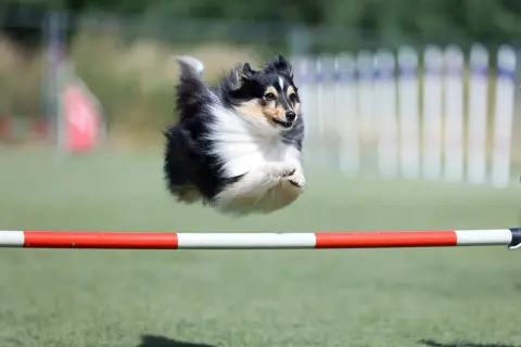 Shetland sheepdog w locie nad przeszkodą, demonstrując zwinność w psich sportach.