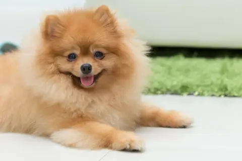 Pomeranian o charakterze towarzyskim, z językiem na wierzchu, leży na jasnej podłodze.