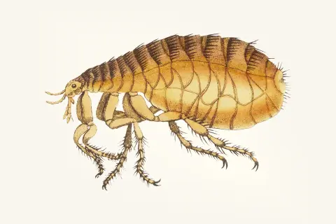 Ilustracja przedstawia pchłę, która może być pchłą psią u człowieka. Ma ona brązowo-żółty pancerz i sześć nóg.