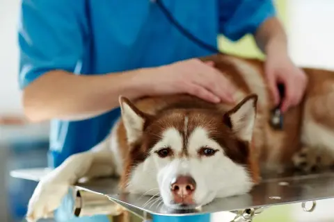 Weterynarz bada psa z wodobrzuszem. Pies rasy husky leży na stole, weterynarz osłuchuje go stetoskopem.