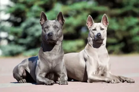 Dwa psy rasy tajski ridgeback leżą na chodniku. Jeden jest ciemnoszary, drugi jasnoszary.
