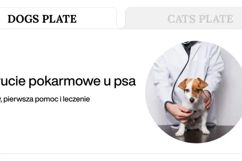Weterynarz bada psa, który może mieć objawy zatrucia pokarmowego.