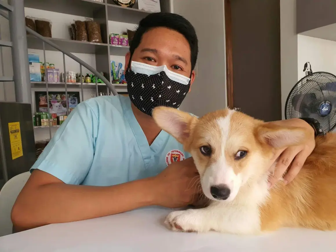 Weterynarz w maseczce uspokaja corgi, który ma kaszel u psa z odruchem wymiotnym.