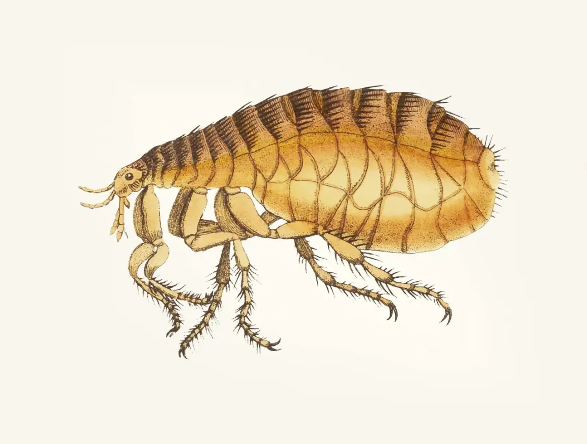 Ilustracja przedstawia pchłę ludzką i zwierzęcą, szczegółowy rysunek owada z widocznymi odnóżami i segmentowanym ciałem.