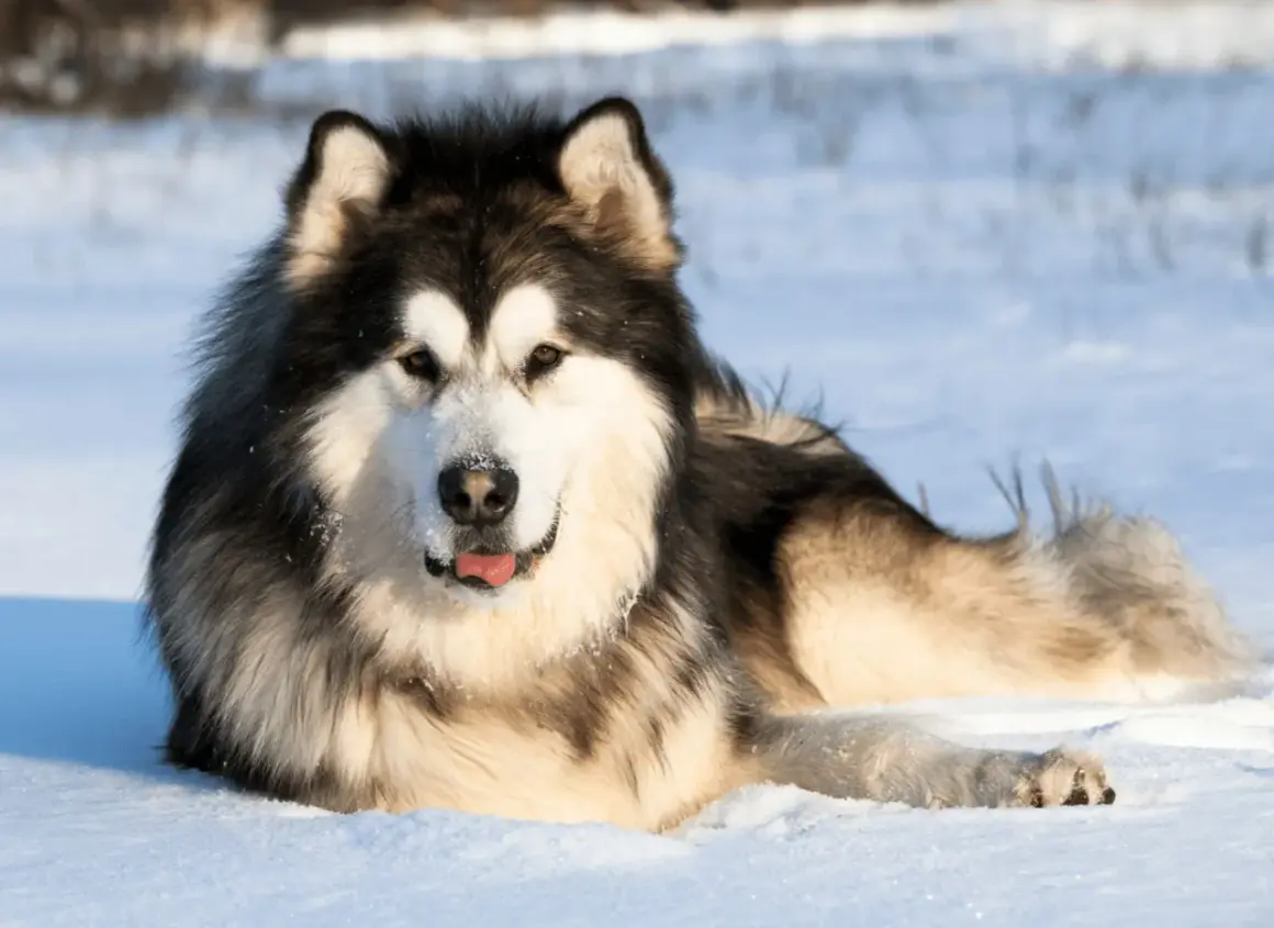 Malamut alaskan w śniegu, z językiem na wierzchu, wygląda na zadowolonego z zimowej zabawy.