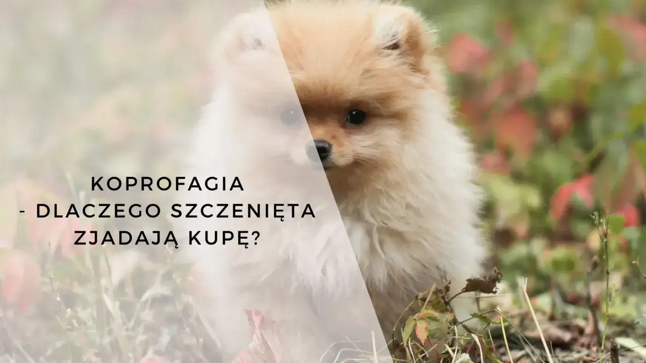 Pies je kupy? Skuteczne sposoby, jak oduczyć psa odchodów