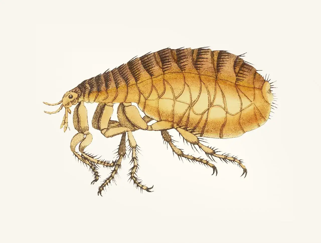 Ilustracja przedstawia pchłę ludzką i zwierzęcą, drobnego pasożyta z charakterystycznymi odnóżami i segmentowanym ciałem.
