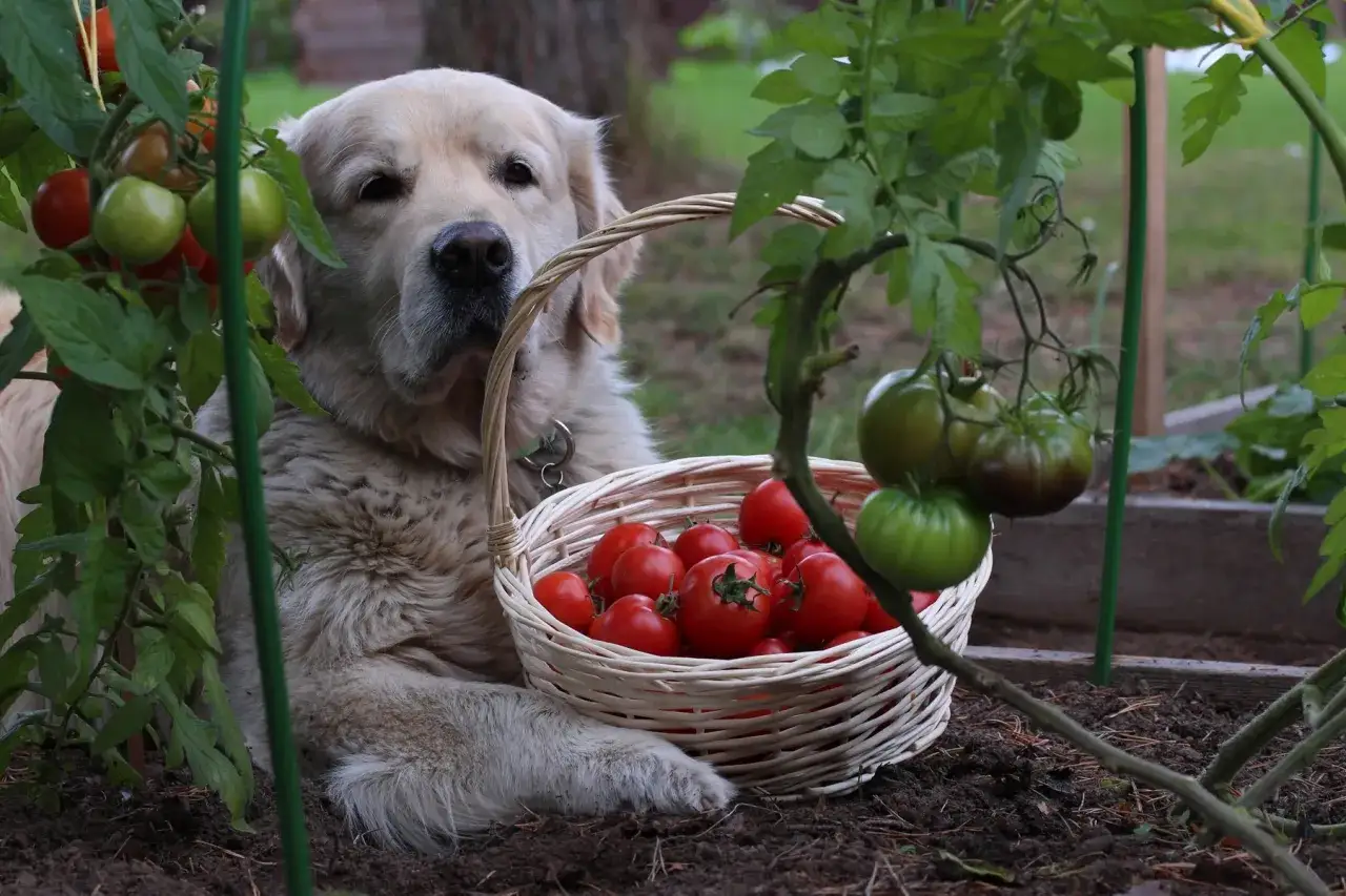 Złoty retriever z koszykiem pomidorów. Czy pies może jeść pomidory? Ten słodziak pilnuje zbiorów.