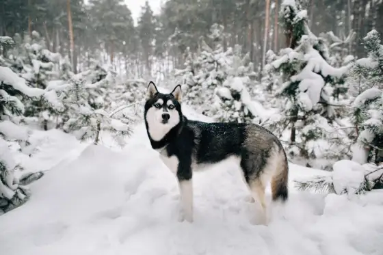 Czy husky szczeka? Prawda o wokalizacji i jak ją opanować