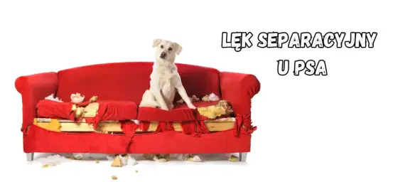 Lęk separacyjny u psa - Jak pomóc? Skuteczny poradnik