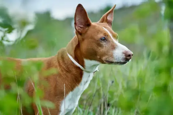 Podenco Canario - pies dla aktywnych? Poznaj jego charakter!